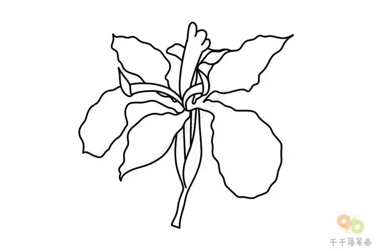 马兰花简笔画教程