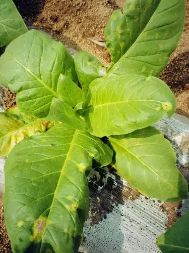 花叶病怎么预防.没有能让花叶病没有的烟_百度知道