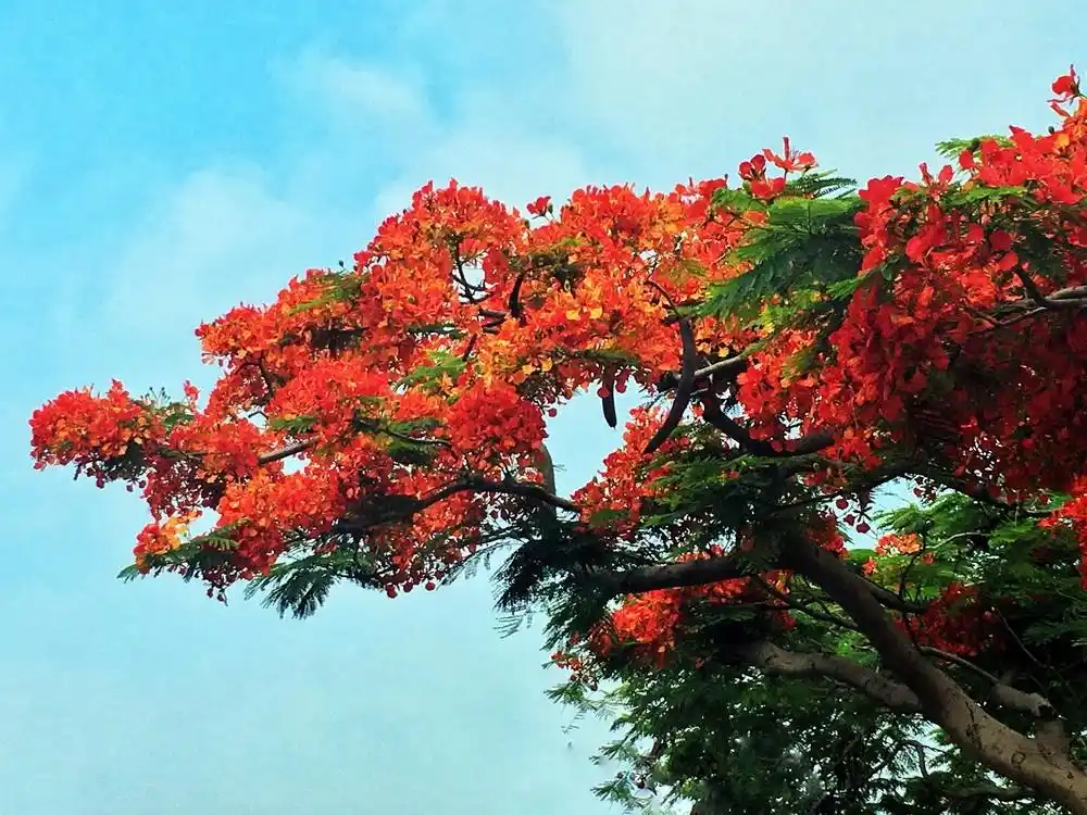 厦门又火了凤凰花燃情鹭岛满眼嫣红尽染