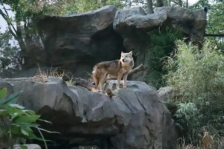南京红山动物园全新狼馆国庆开放迎客
