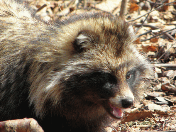 乌苏里貉养殖技术要点_帮农网
