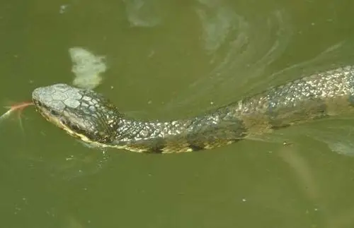 水蛇养殖技术视频