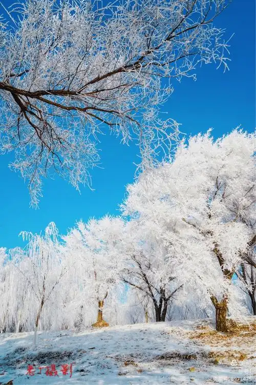 北方冬季的特殊美景-沈阳雾凇