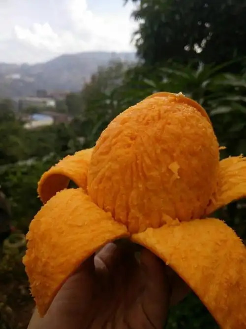 海顿芒:海顿芒也是攀枝花芒果品种之一,其个大,肉多,口味润滑爽口.