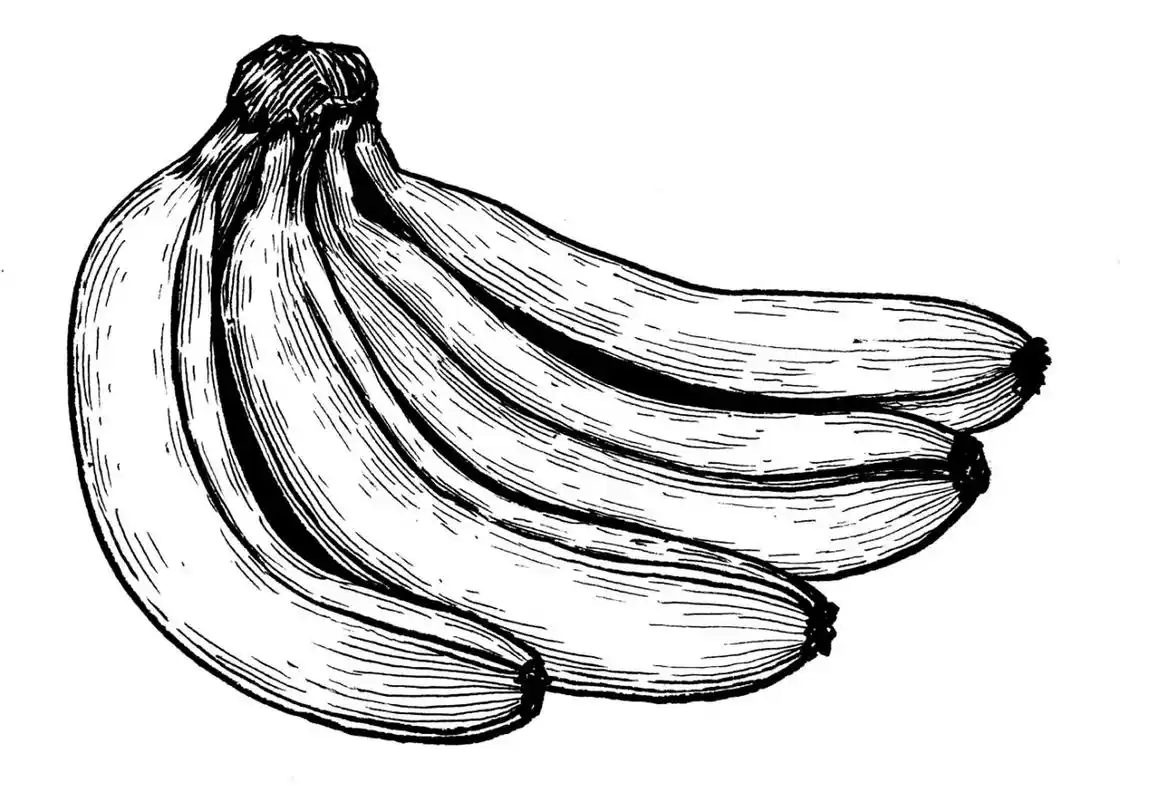 香蕉写生#水果线描写生#创意美术#创意线描 《香蕉写生》 适合年 :88