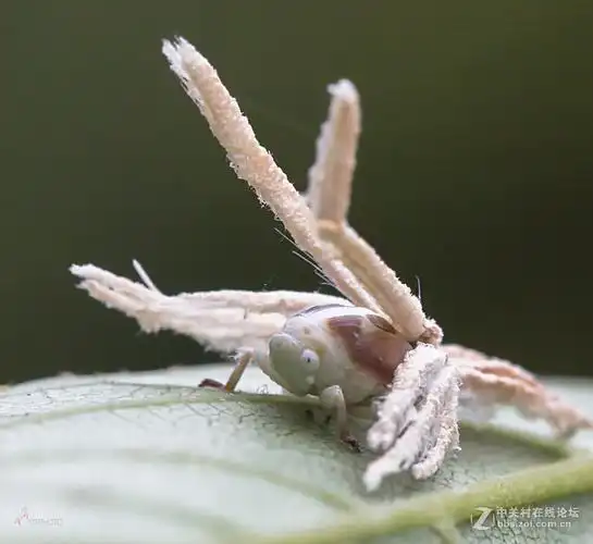 广翅蜡蝉的若虫