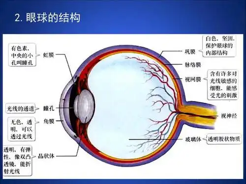 2.眼球的结构