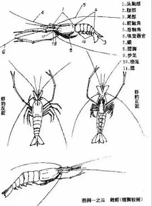 中国画蟹虾画法