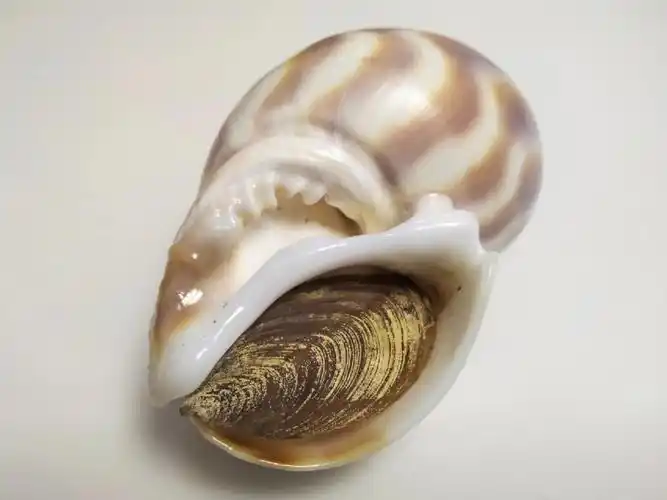 皮氏凤螺旋转楼梯般的脐孔