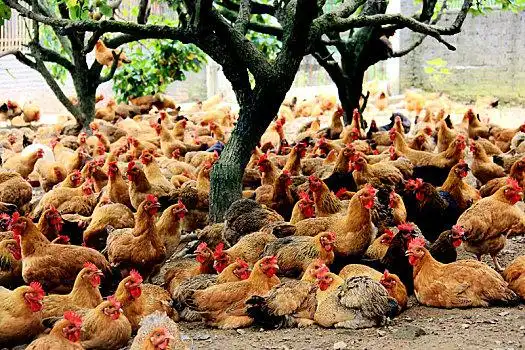 一群鸡图片
