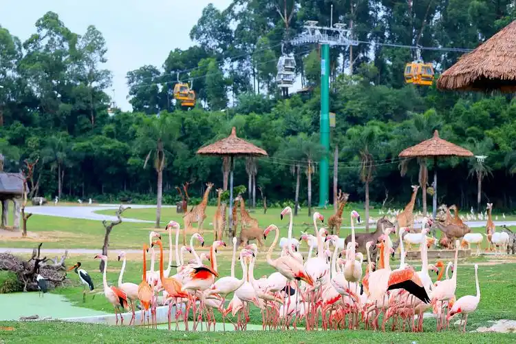 长隆空中缆车瞰"万兽盛会",开启奇妙暑假