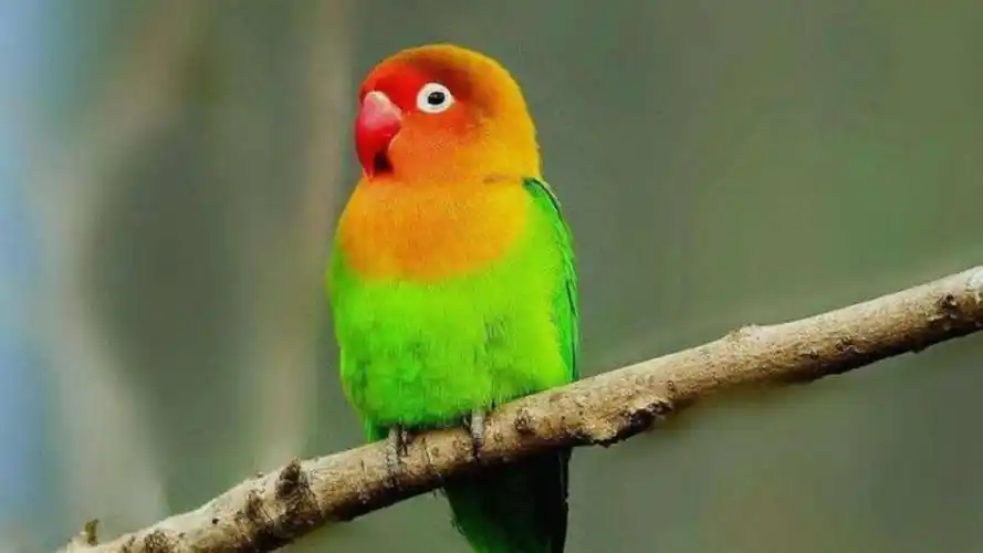 费氏牡丹鹦鹉养殖场贩卖国家二级保护动物警方抓获3名嫌疑人