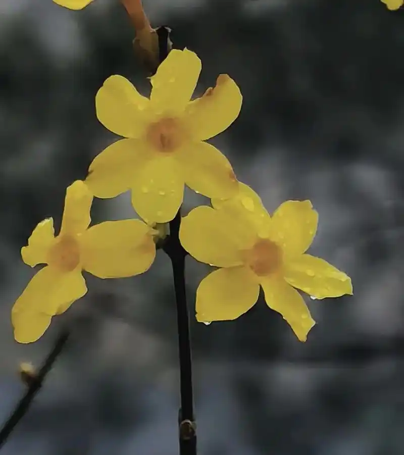 人间最美不过是冬去春归,春暖花开. 迎春花是早春的风景,花朵 - 抖音