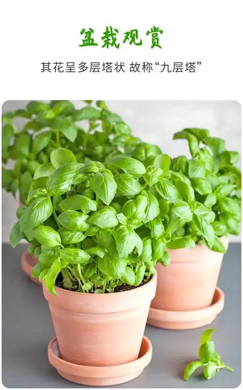 九层塔种子苗种籽大叶罗勒苗阳台四季盆栽农家蔬菜苗花卉香草种植蔬菜
