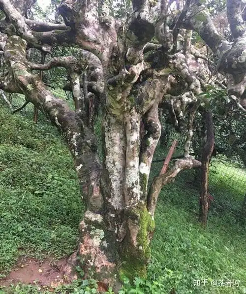 南糯山有哪些好茶详解南糯山古树茶口感特点和价格