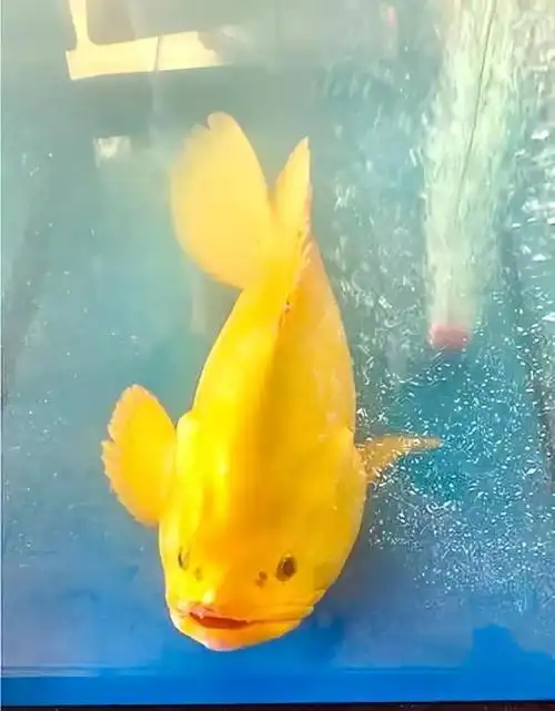 2021年越南渔民捕到一条金色石斑鱼,结果15天后竟卖出30万高价