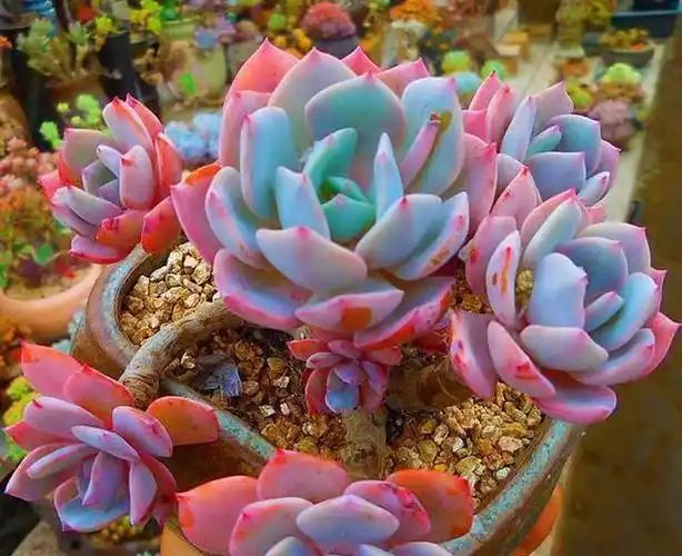 多肉盆景红粉台阁栽培与养护技术