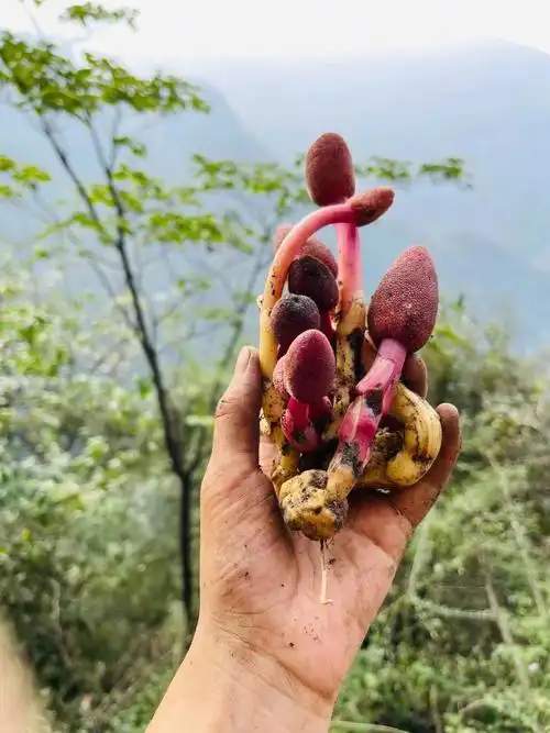 武当山四宝之文王一支笔