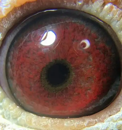 新到2019纯灰无杂毛牛眼雄父母为高关双牛眼台鸽喜欢联系15813900386