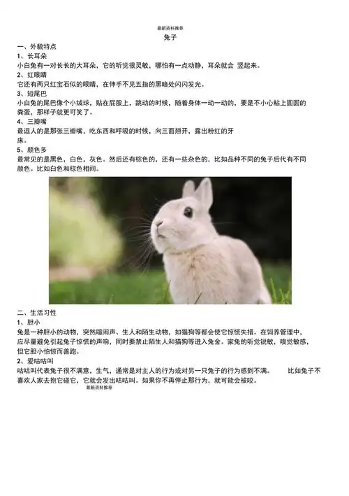 兔子资料精编版