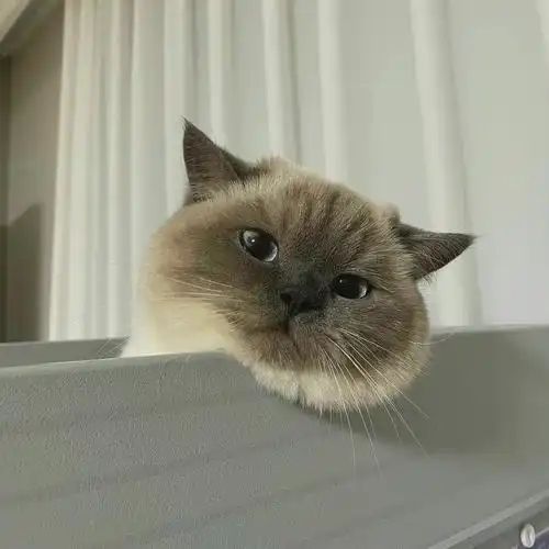 无水印可爱猫咪头像