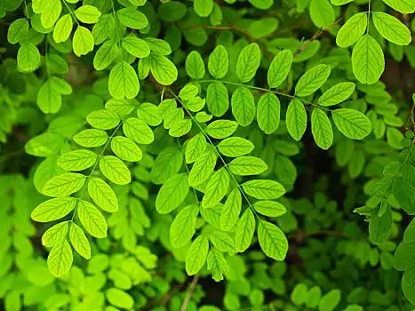 洋槐树叶图片_洋槐树叶图片大全_洋槐树叶图片素材