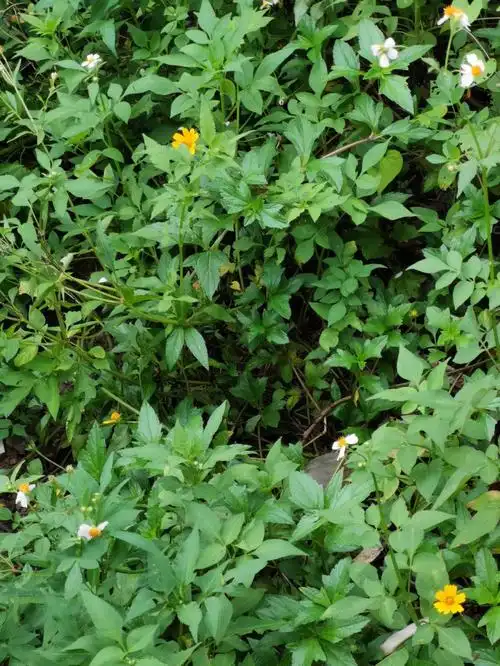 野菜鬼针草消炎降血压治痛风前列腺炎