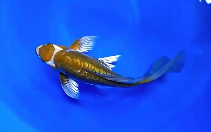 龙鳞丸顶龙凤锦鲤,逸品蝴蝶长尾滴观赏鱼.