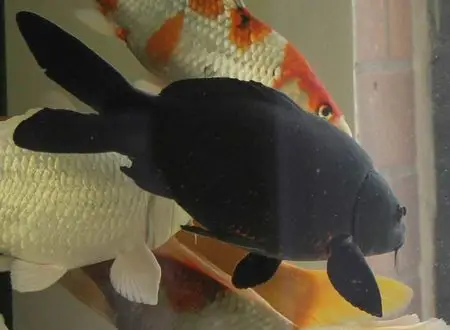 养黑色锦鲤的宜忌