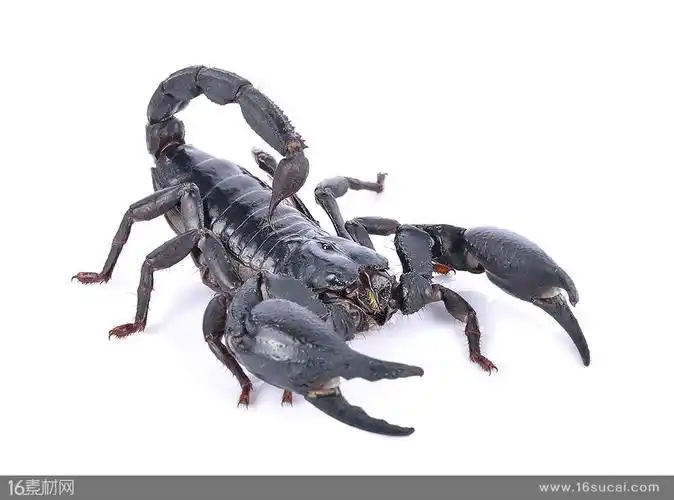 摆出进攻姿势的毒蝎子高清摄影图片