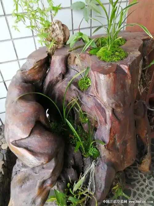 闲来无事利用老枯树桩制作一个兰花为主的盆景