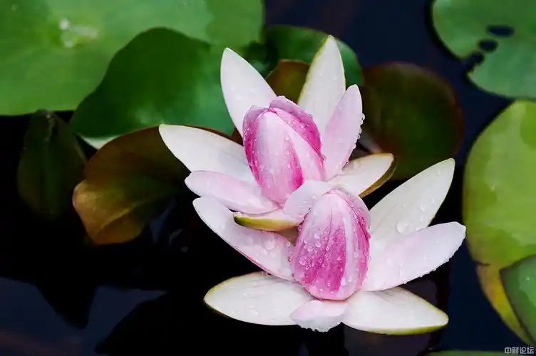 雨后睡莲