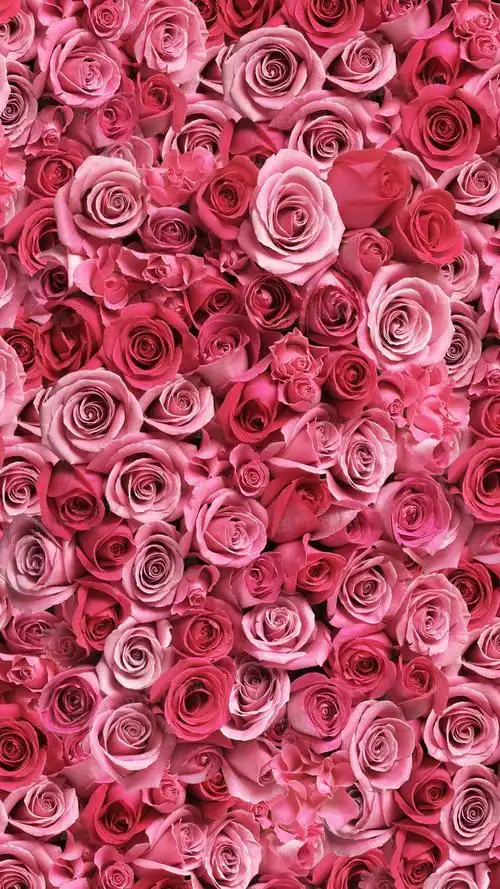 粉色玫瑰花背景图片下载_免费高清粉色玫瑰花背景设计素材_图精灵