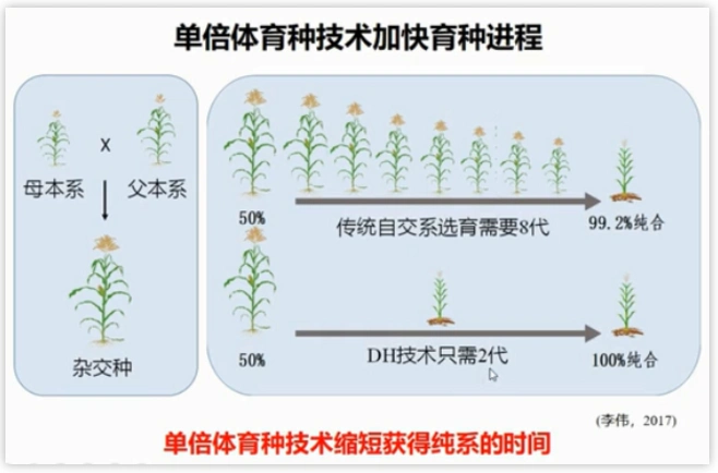 未来作物育种引领技术-单倍体育种技术的发展历程