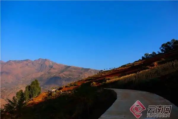 开创东川高质量发展新局面拖布卡镇新店房村种下一棵树长出金果果