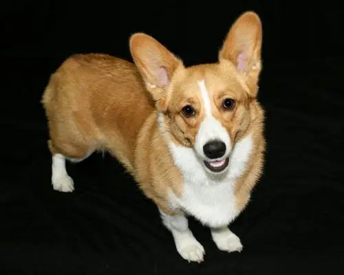 想买只短毛的小型狗,比较好养的价格不要太贵的有么,最好像金毛那种