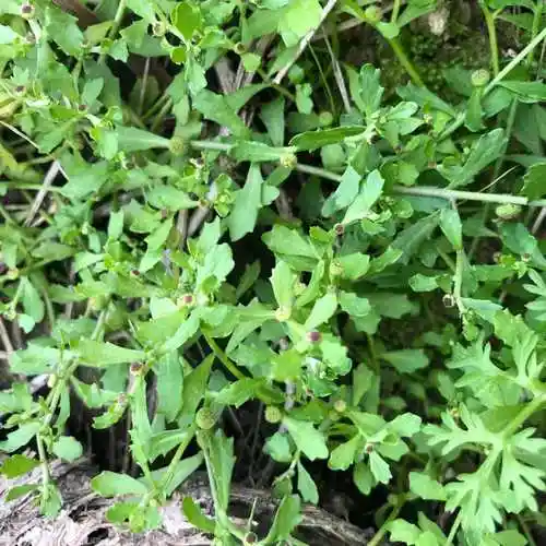 新鲜青草药鹅不食草 饿不吃草 鹅仔不食 猪屎草 食胡荽500g 新鲜鹅仔