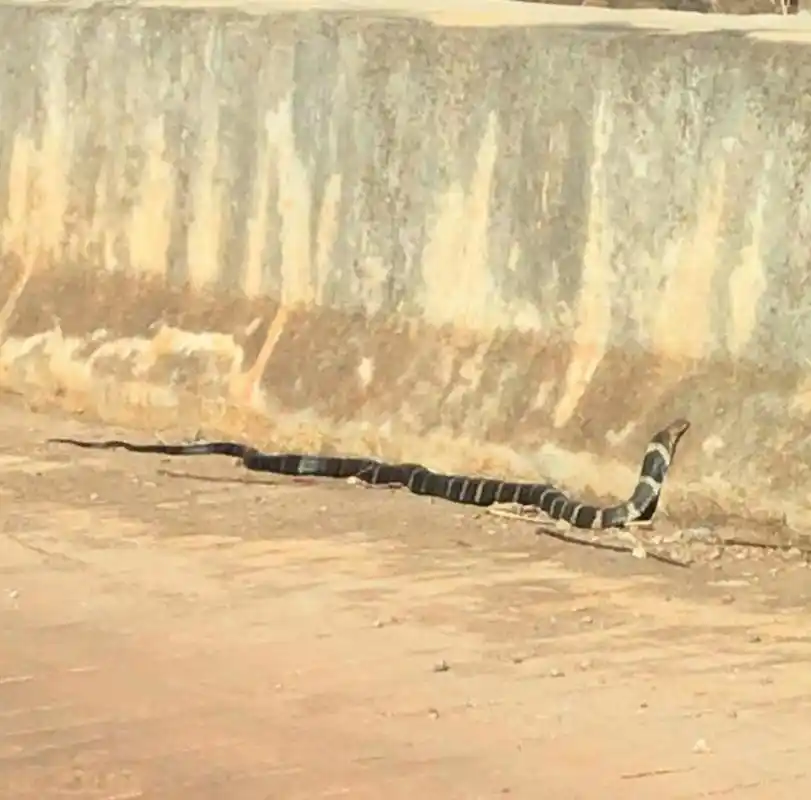 眼镜王蛇在阳江叫做过山乌,这种蛇剧毒无比,网上也经常看到有捉蛇者被