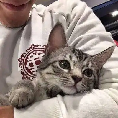 男生的,最喜欢的猫咪头像?