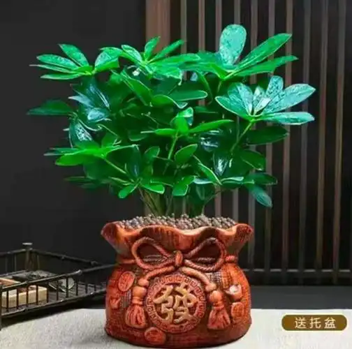 【精选】四季常青八方来财鸭脚木室内阳台桌面绿植盆栽花卉树苗发财树