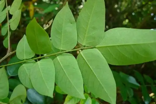 鉴定学名 杨桃  averrhoa carambola l.待审定