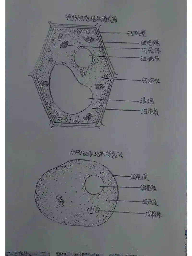 植物细胞结构图 大宝贝的生物作业