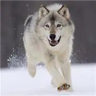 孤狼霸气头像图片大全霸气适合做头像的孤狼图片