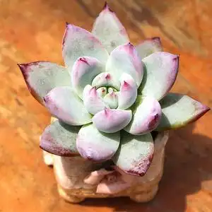 北极熊精品多肉植物大颗好养肉肉小盆栽稀有品种云南露天高级多肉