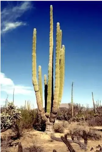 沙漠中的勇士巨人柱仙人掌是如何繁衍的