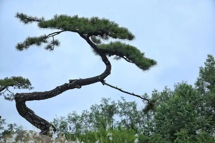 馆外种植了很多松树,各种神态都很美.