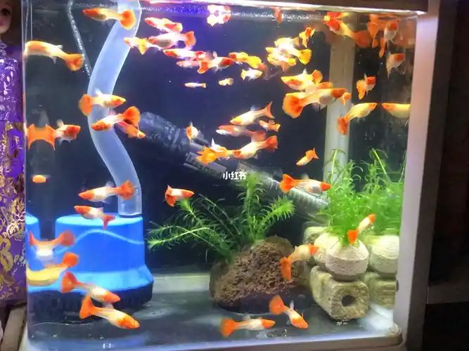 鸿运当头孔雀鱼