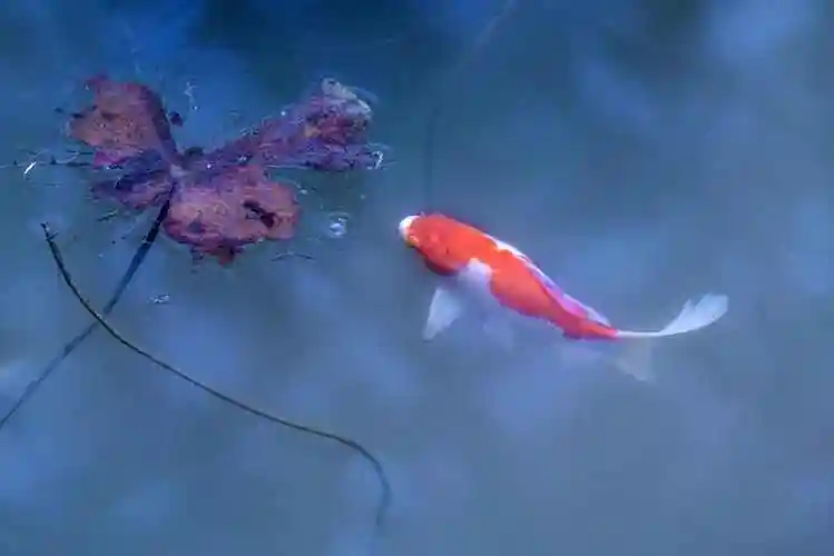 残荷拍出意境美,摄影口诀学起来,照片高级有韵味