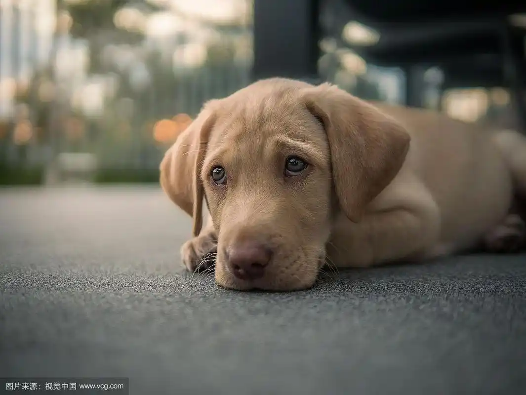 悲伤的狗的特写