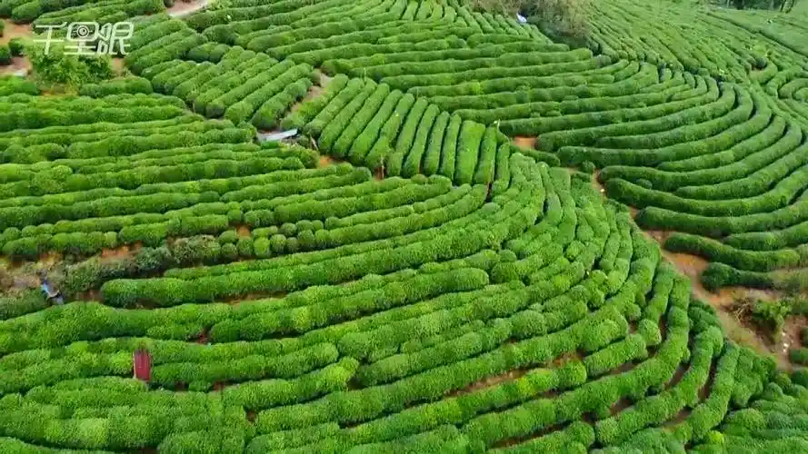 【千里眼无人机】航拍龙坞茶村:是所有龙井茶茶园中单体面积最大的